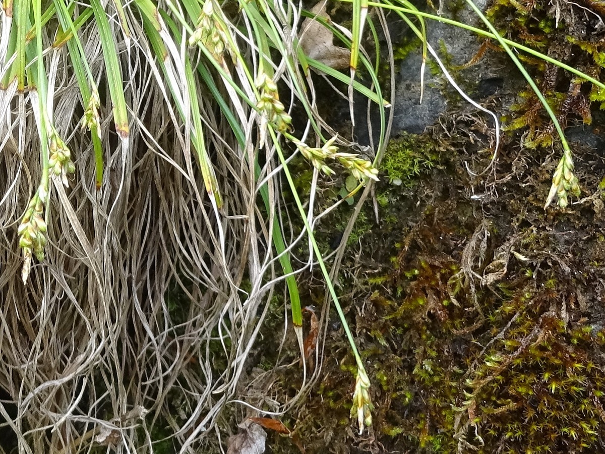 Carex ornithopoda subsp. ornithopoda (Cyperaceae)